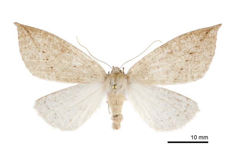 Descoreba simplex Female